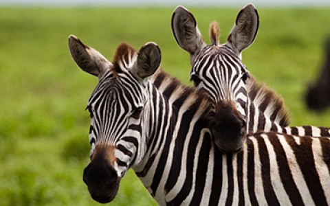 MALIBU WINE SAFARIS