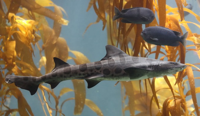 leopardshark