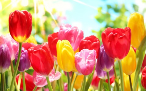 tulip