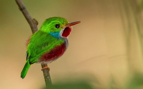 birds-of-a-feather