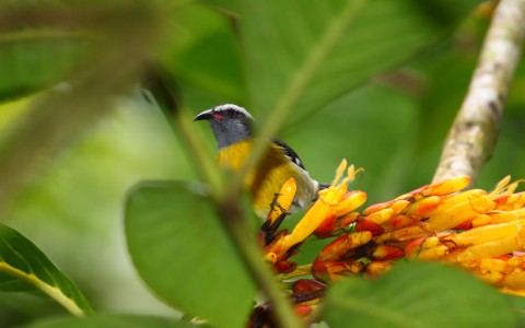 Bananaquit (Coereba flaveola)