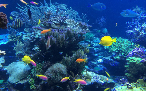 underwater coral reef