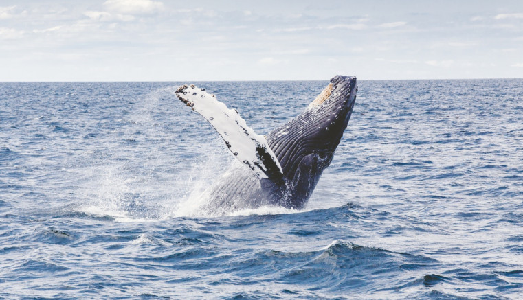 whale breeching the water