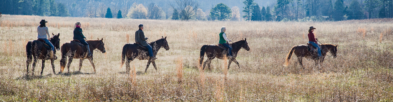 Barnsley Header group riding horses
