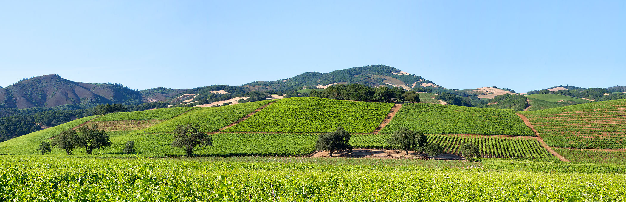 Hill with green fields sectioned off for crops