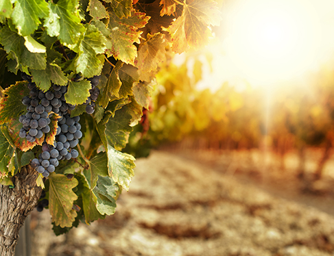 Wine Country Fall Harvest Getaway Package