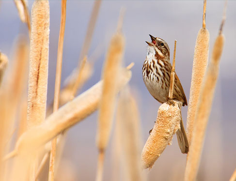 The Bird Walk