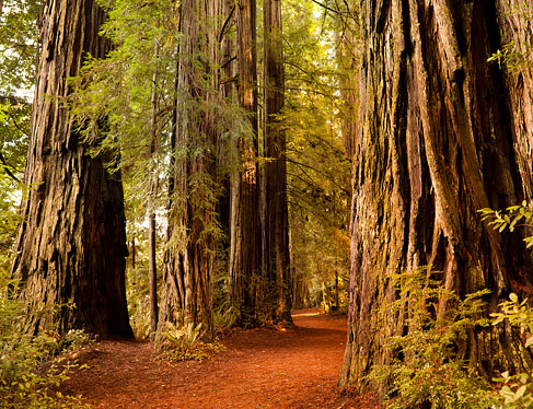Visit ancient California Redwoods
