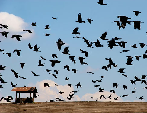 Hitchcock’s The Birds