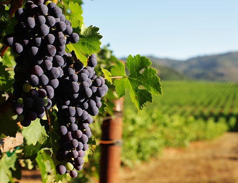 Close up of grapes in a vineyard