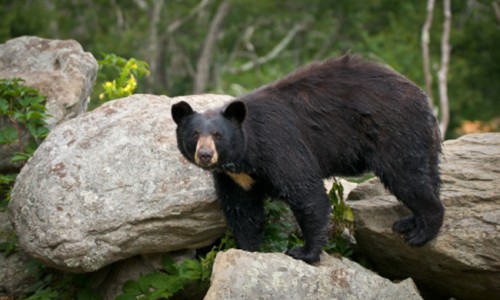 pigeon-forge-wildlife