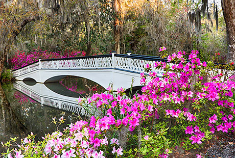 Magnolia Plantation and Gardens