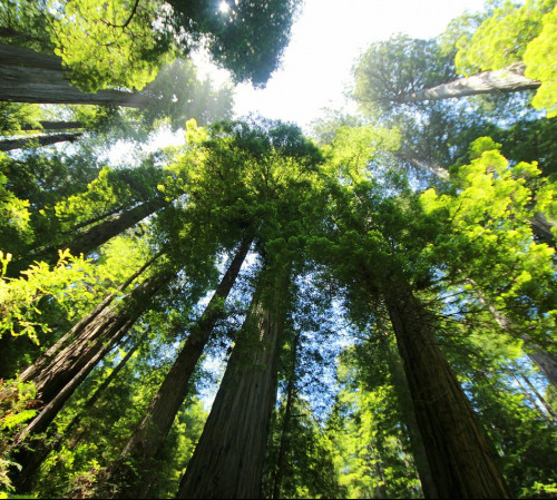 Towering redwood trees