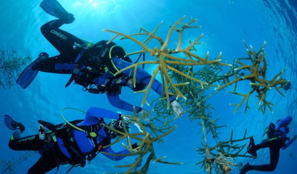 Coral Trees