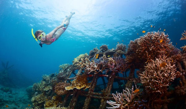 Electrified Reef