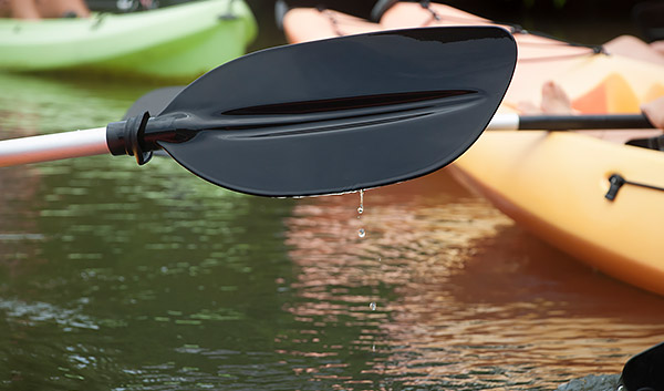 Kayaking the Mangroves