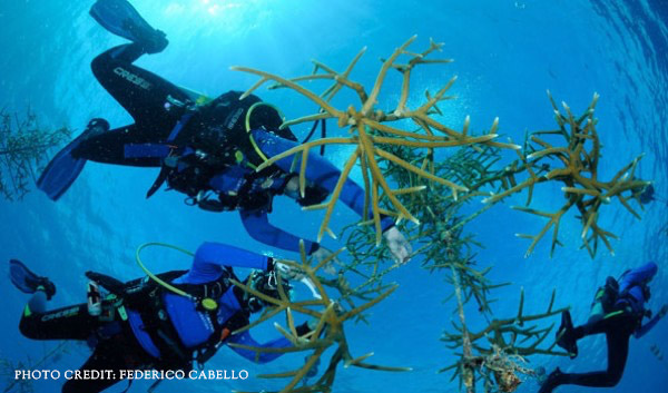 Coral Trees