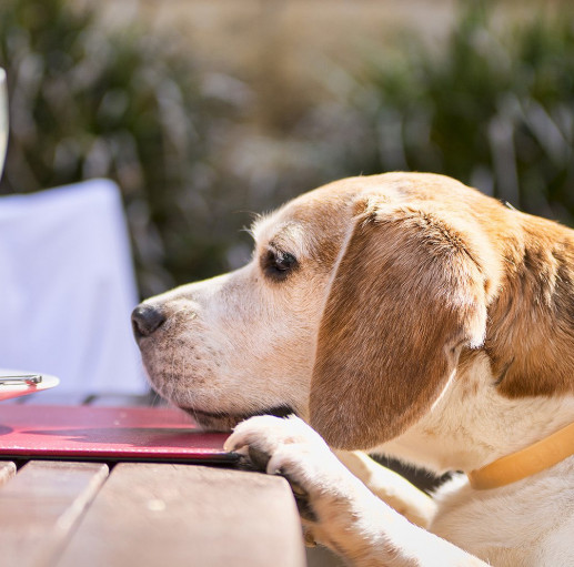 Dog laying head down on outdoor wooden table