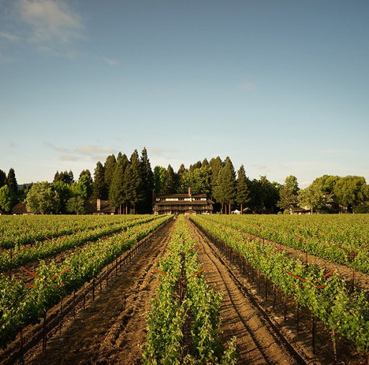 rows at the vineyard