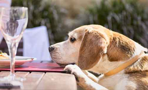 Happy Tails