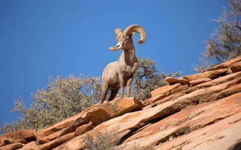 Pusch Ridge