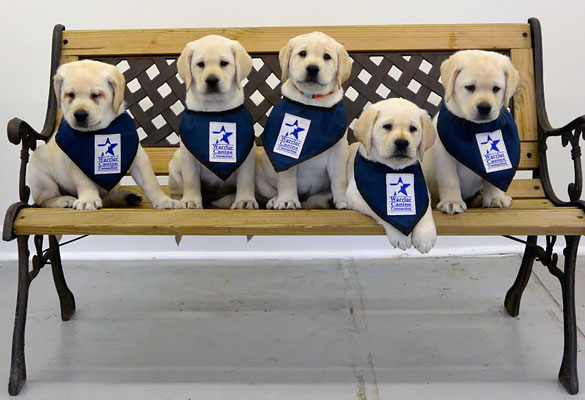 Five golden retriever puppies sitting on bench with bandanas on neck