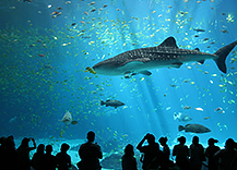 Georgia Aquarium