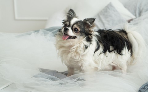 Furry Friends Welcome!