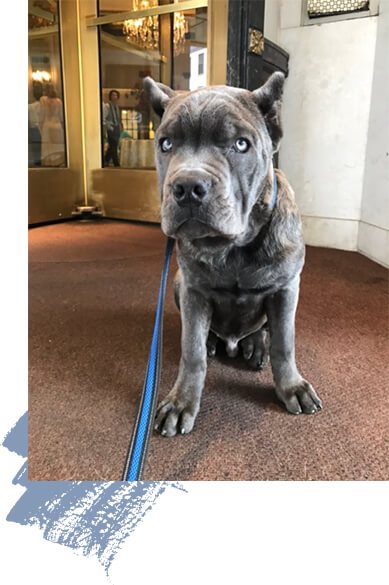 Introducing Xander, <br> our new Pet-Friendly Professional