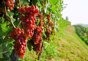 WINERIES