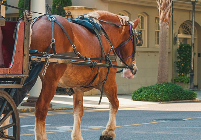 horse drawn carriage passing a brick home