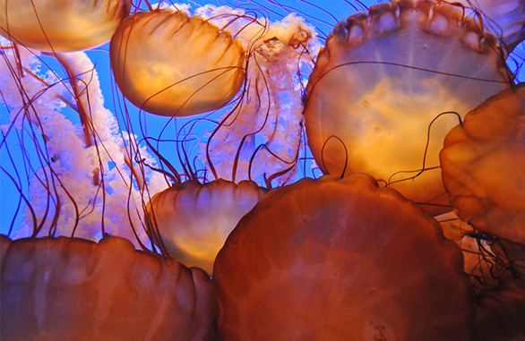Monterey Bay Aquarium Package