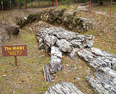 Petrified Forest Image
