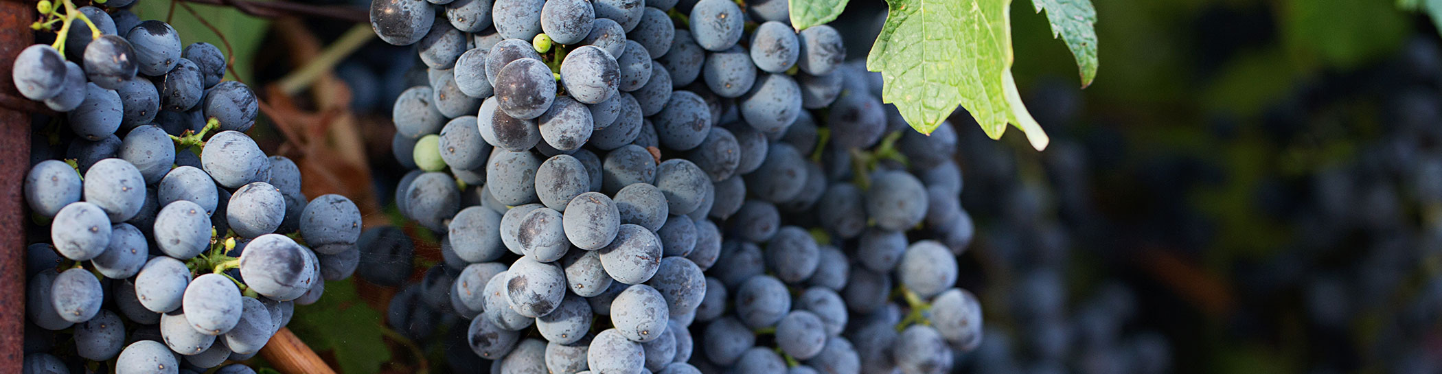 Explore Wine Country