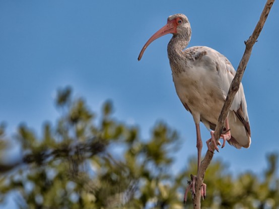 Who's for the Birds? | Animal Shelter Close to PCI