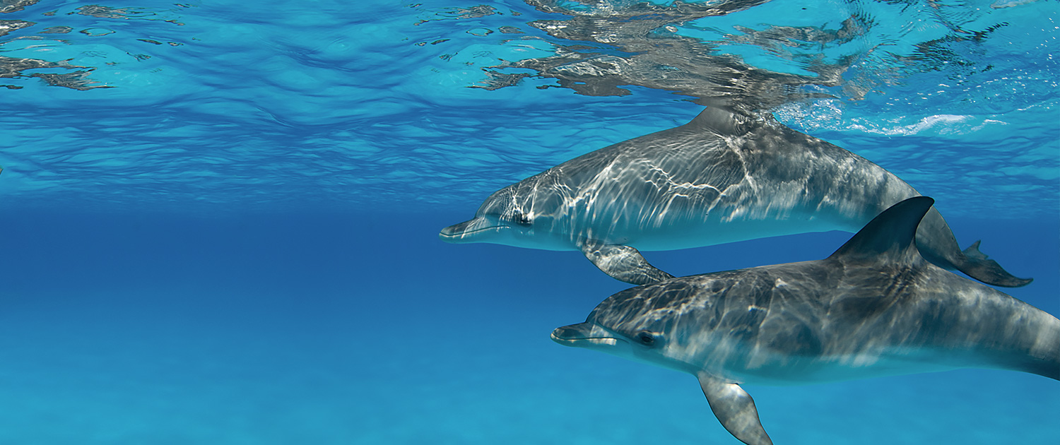Bahamas Bucket List