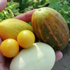 DRAGONS-EGG-CUCUMBER-57a9bc9c4e1ad.jpg