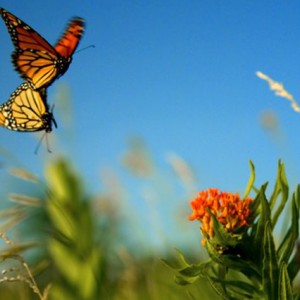 Monarch-Butterfly.jpg