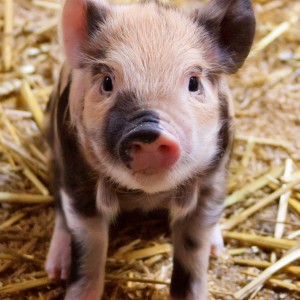 Piglet-57da169c4d950.jpg