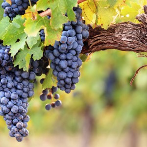 grapes-565c7a4e8a2f0.jpg