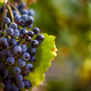 sorrenti-cherry-valley-vineyards-shawnee-inn-55a3ce7a31890.jpg