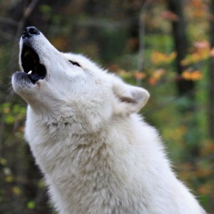 wolf.jpg