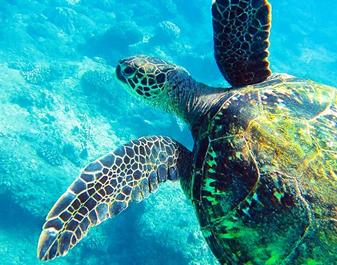 Learn To Scuba Dive Off Coki Beach