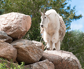 CHEYENNE MOUNTAIN ZOO