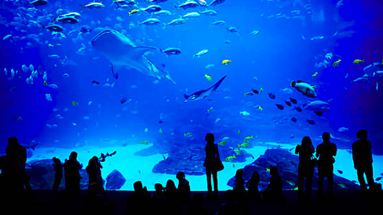 The Georgia Aquarium