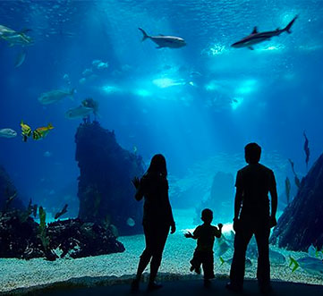 Monterey Bay Aquarium Family Package