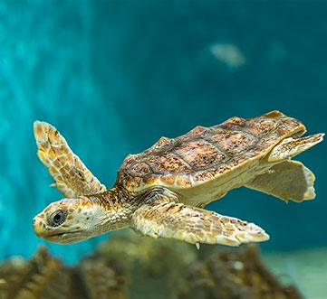 Monterey Bay Aquarium package